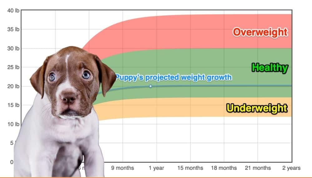 How Much Should A 4 Month Old Pitbull Weigh